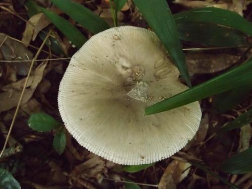 Amanita vaginata(灰鵝膏)