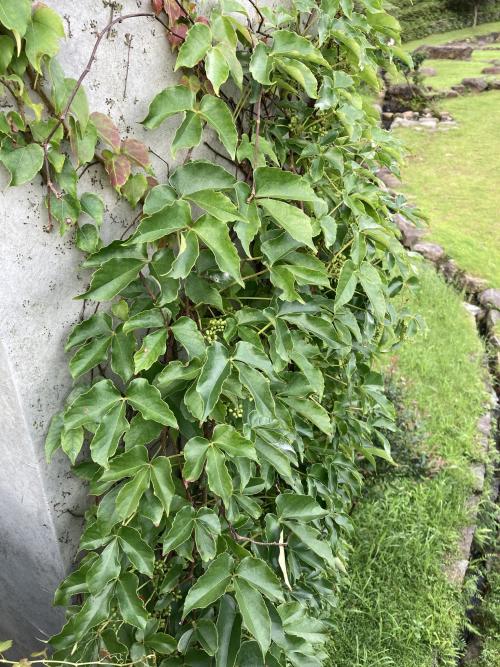 爬牆虎 爬牆虎