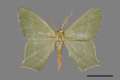 Maxates versicauda[突緣尖尾尺蛾][00033202]
