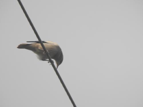 灰背椋鳥 灰背椋鳥