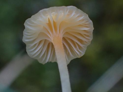 瘦臍菇 瘦臍菇