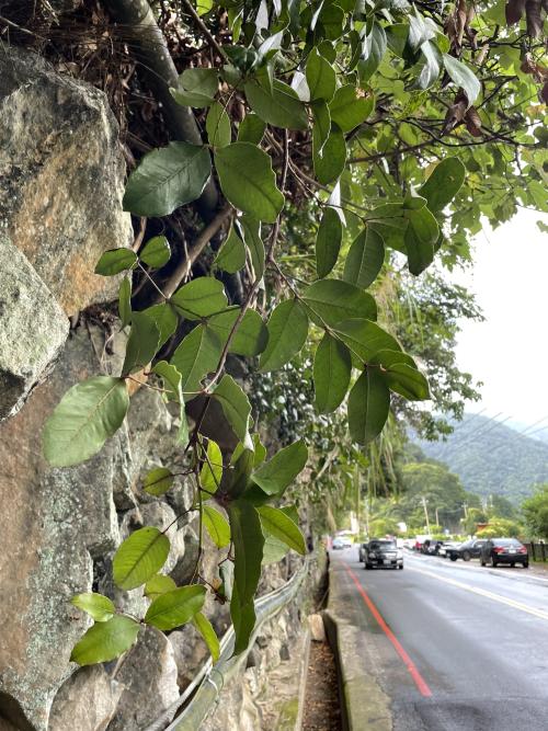 兩面針 兩面針