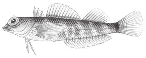 Enneapterygius rubicauda@Jheng1931