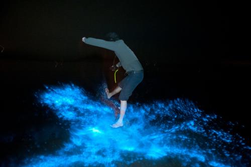 夜光藻