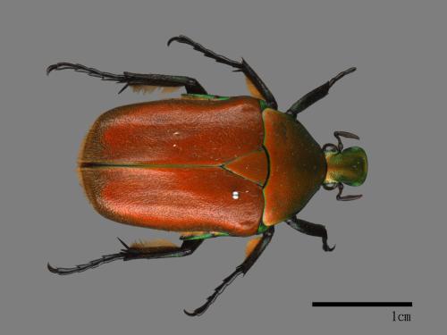 Torynorrhina pilifera[毛翅騷金龜][00087692]