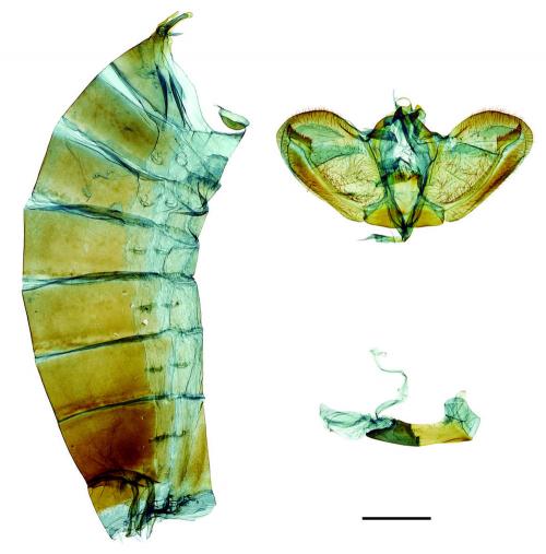 Papilio xuthus Linnaeus, 1767 柑橘鳳蝶 Papilio xuthus Linnaeus, 1767 柑橘鳳蝶