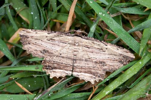 120215 南投 梅峰 44 木理弭尺蛾 Menophra humeraria (Moore, 1868) Male_800ori