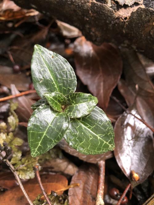 雙花斑葉蘭 雙花斑葉蘭