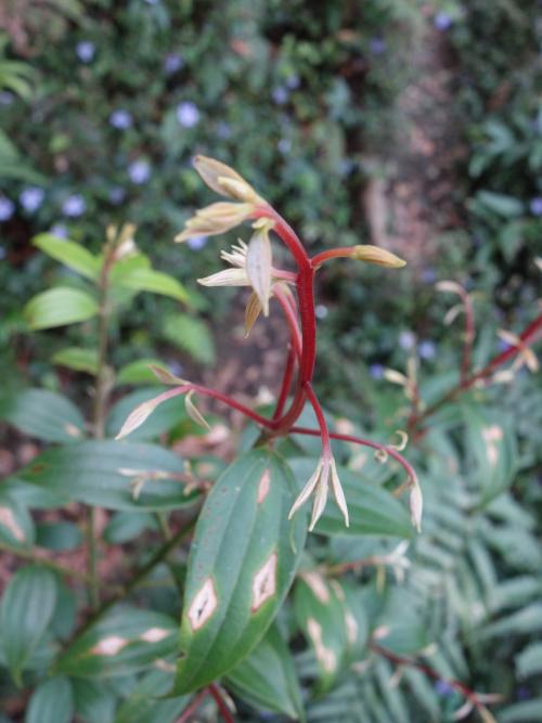 香桂 香桂