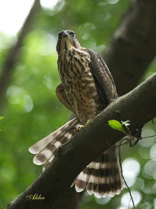 20090728_380100_Goshawk_1347.jpg