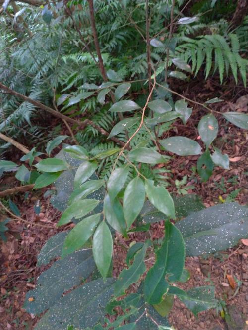 香葉樹