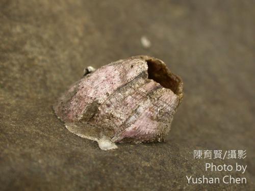 刺巨藤壺 刺巨藤壺