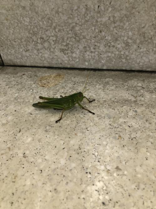 大棉蝗 大棉蝗