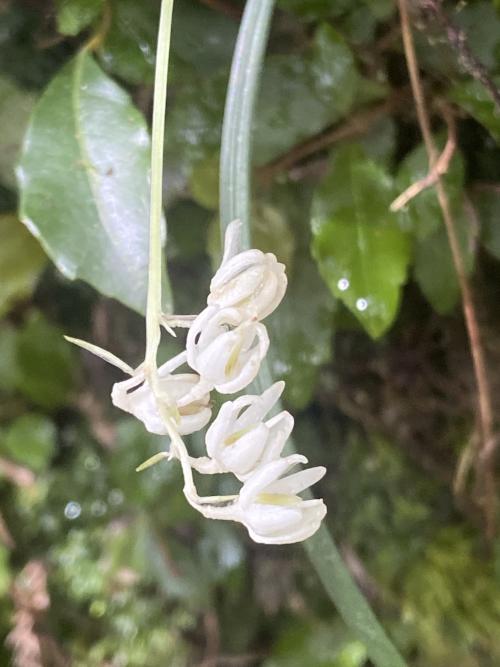 銀紋沿階草