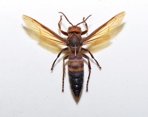 黑尾虎頭蜂 Vespa ducalis