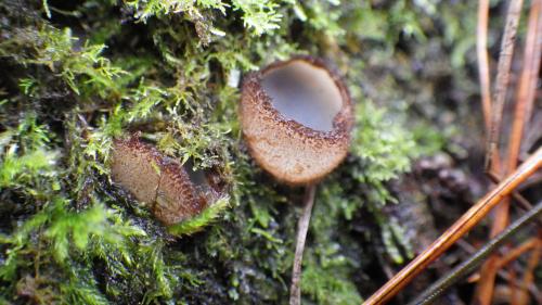 Humaria hemisphaerica(半球土盤菌)