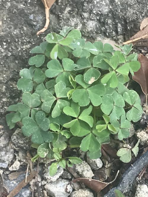 黃花酢醬草 黃花酢醬草