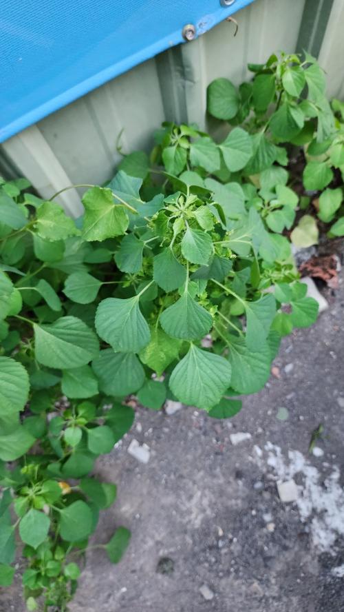 印度鐵莧 印度鐵莧