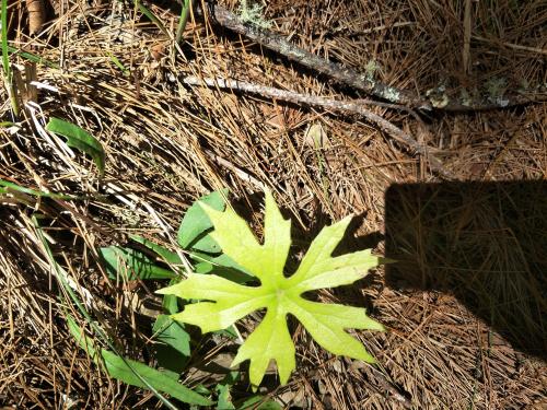 高山破傘菊 高山破傘菊