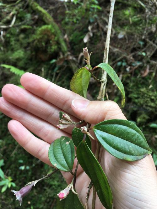 深山野牡丹