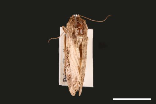 Spodoptera litura[斜紋夜蛾][00002818]