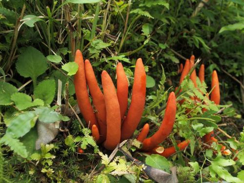 Podostroma cornu-damae(火焰肉棒菌)