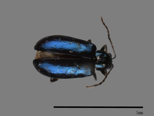 <已分類>Family：Chrysomelidae[金花蟲科][00041035]