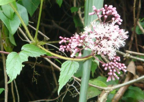 Eupatorium amabile Kitm. 腺葉澤蘭