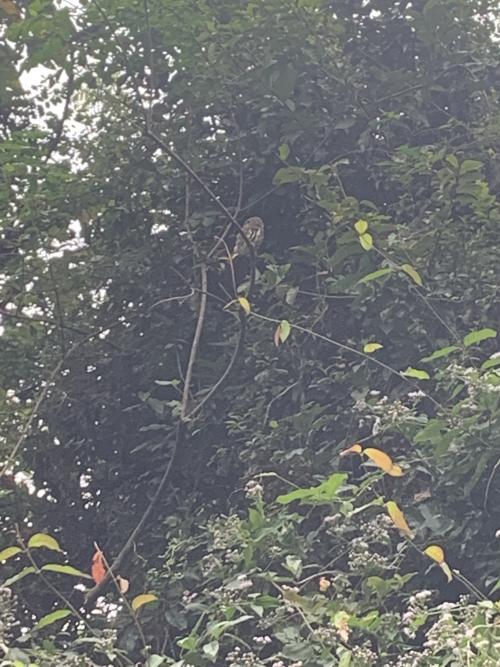 鵂鶹(台灣亞種) 鵂鶹(台灣亞種)