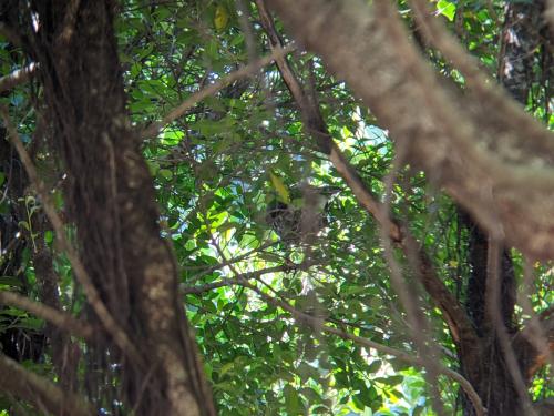 鳳頭蒼鷹 鳳頭蒼鷹
