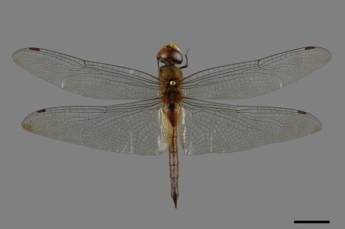 Pantala flavescens[薄翅蜻蜓][00090427]