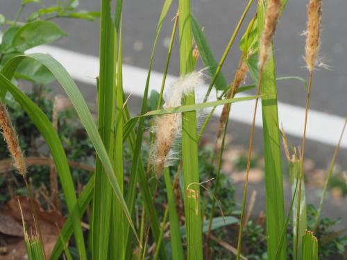 白茅 (茅針 茅根 茅草)