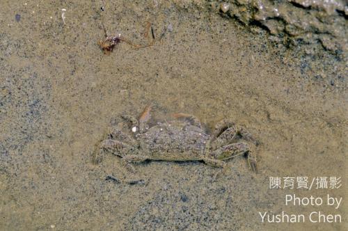 短身大眼蟹 短身大眼蟹