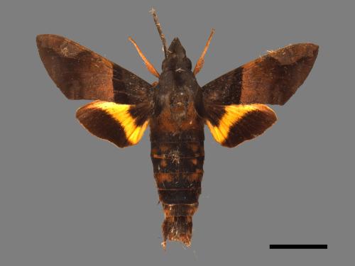 Macroglossum passalus[虎皮楠長喙天蛾][00088053]