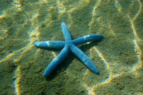 藍指海星