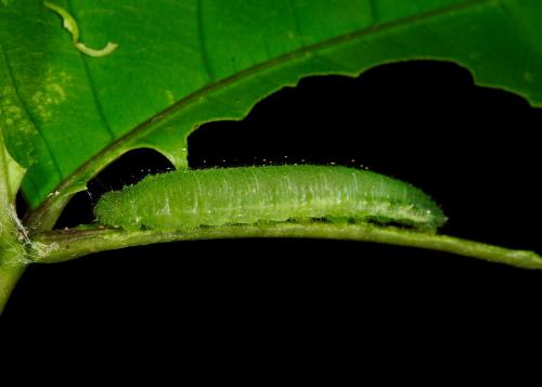 20090929_347348_Leptosia nina niobe_l.jpg