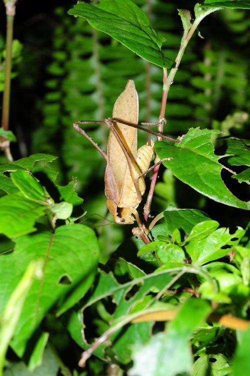 台灣騷蟴@ Mecopada elongata_台北陽明山 .jpg