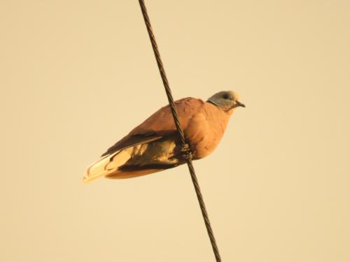 紅鳩 紅鳩