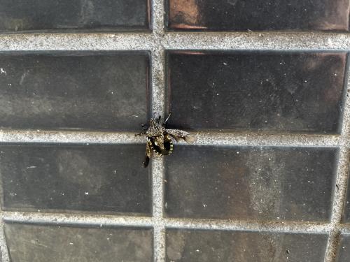 麻皮蝽 麻皮蝽
