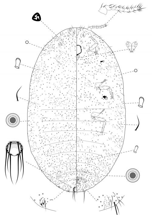 Trionymus formosanus Takahashi, 1930