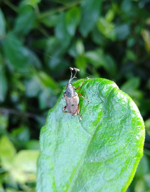 Cercidocerus erubescens Cercidocerus erubescens