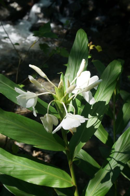 野薑花 野薑花