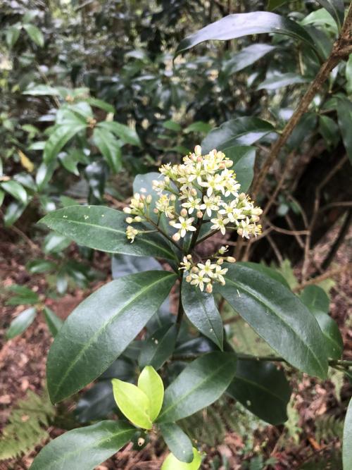 茵芋