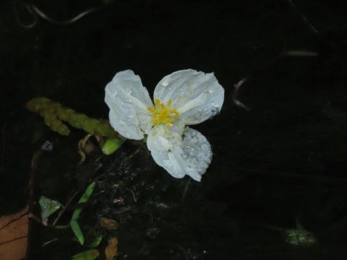 水蘊草