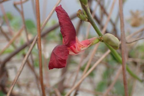 大翼豆 (長序菜豆) 大翼豆 (長序菜豆)