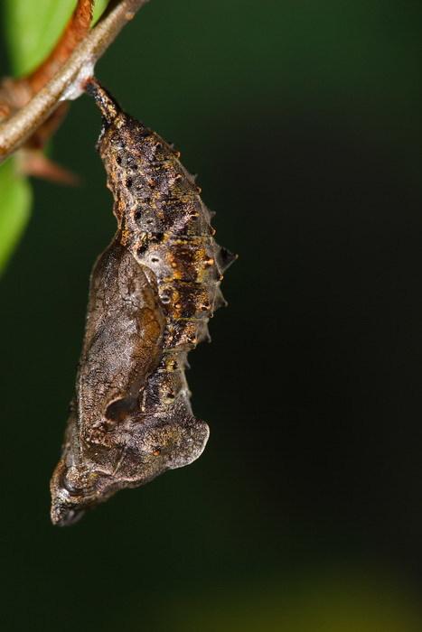 20090926_347191_Polygonia c-album asakurai_p.jpg