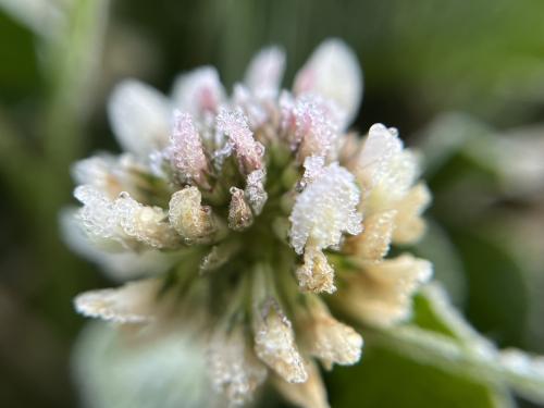 白花三葉草 白花三葉草