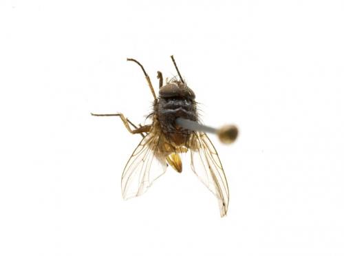 Paradichosia nigricans female dorsal Paradichosia nigricans female dorsal