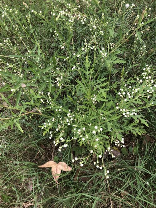 銀膠菊