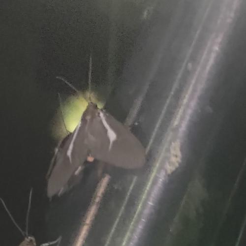 圓端擬燈蛾